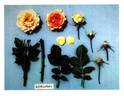 Korsuflabe rose photo
