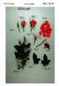 KORcarill rose photo