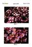 BAIeam rose photo