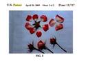 BAIcker rose photo