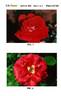 BAInder rose photo