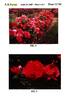 BAInder rose photo