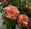 Summer Beauty rose photo