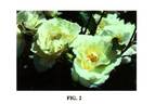 BAIcream rose photo