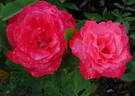 Jolly Roger rose photo
