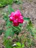 Archduke Charles rose photo