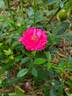 Dian rose photo