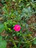 Dian rose photo