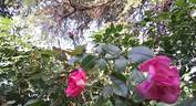 Parfum Royal Cl. rose photo