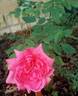 Parade rose photo