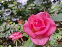 Parfum Royal Cl. rose photo