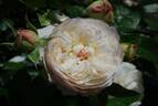 Savon rose photo