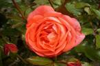 Bijou Corail rose photo