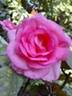 Parfum Royal Cl. rose photo