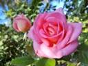 Parfum Royal Cl. rose photo