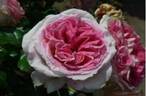 14.15458.06 rose photo