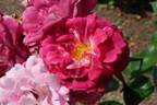 MK-MH485 rose photo