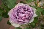Coffret rose photo