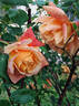 Safrano rose photo