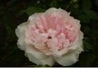 Shalimar rose photo