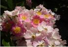 Phloxy Baby rose photo