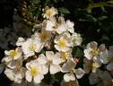 NEUsa rose photo