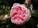 Mon Coeur rose photo