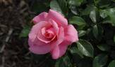 Jack Wood rose photo
