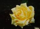 Gekko rose photo