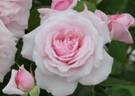 MR 660 rose photo