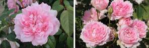 Ajourée rose photo