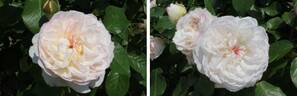 Savon rose photo