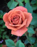 Teddy Bear ™ rose photo