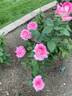 Louise Estes rose photo