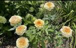 Antique Caramel ® rose photo