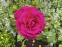 Outta The Blue ™ rose photo