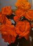 Dickson's Flame rose photo