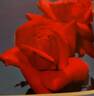 Lady Zia rose photo