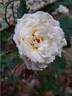Barbados rose photo