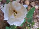 Barbados rose photo