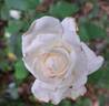 Annapurna rose photo
