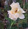 Irina Bondarenko rose photo
