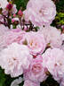 Head Over Heels rose photo
