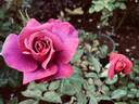 Black Tea rose photo