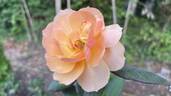 About Face ™ rose photo