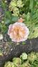 Daybreaker rose photo
