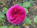 Falstaff rose photo
