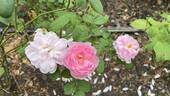 Wife of Bath ® rose photo
