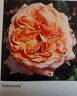 Amoretta rose photo