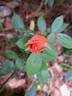 Anne Vanderlove ® rose photo